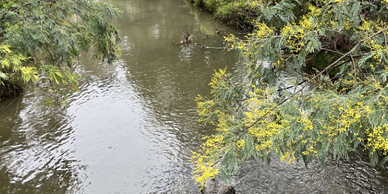 River with trees